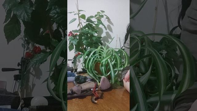 Если мужчина долго не звонит. Стоит ли его ждать смотреть онлайн