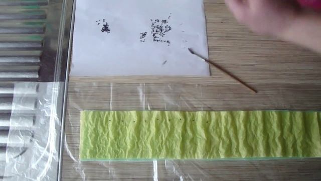 Посадка семян лука порея,базилика и клубники из китая в улитки смотреть онлайн