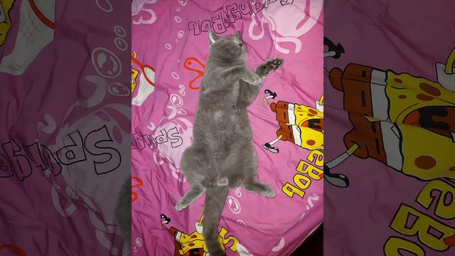Британский котёнок Том любит спать 😴 смотреть онлайн