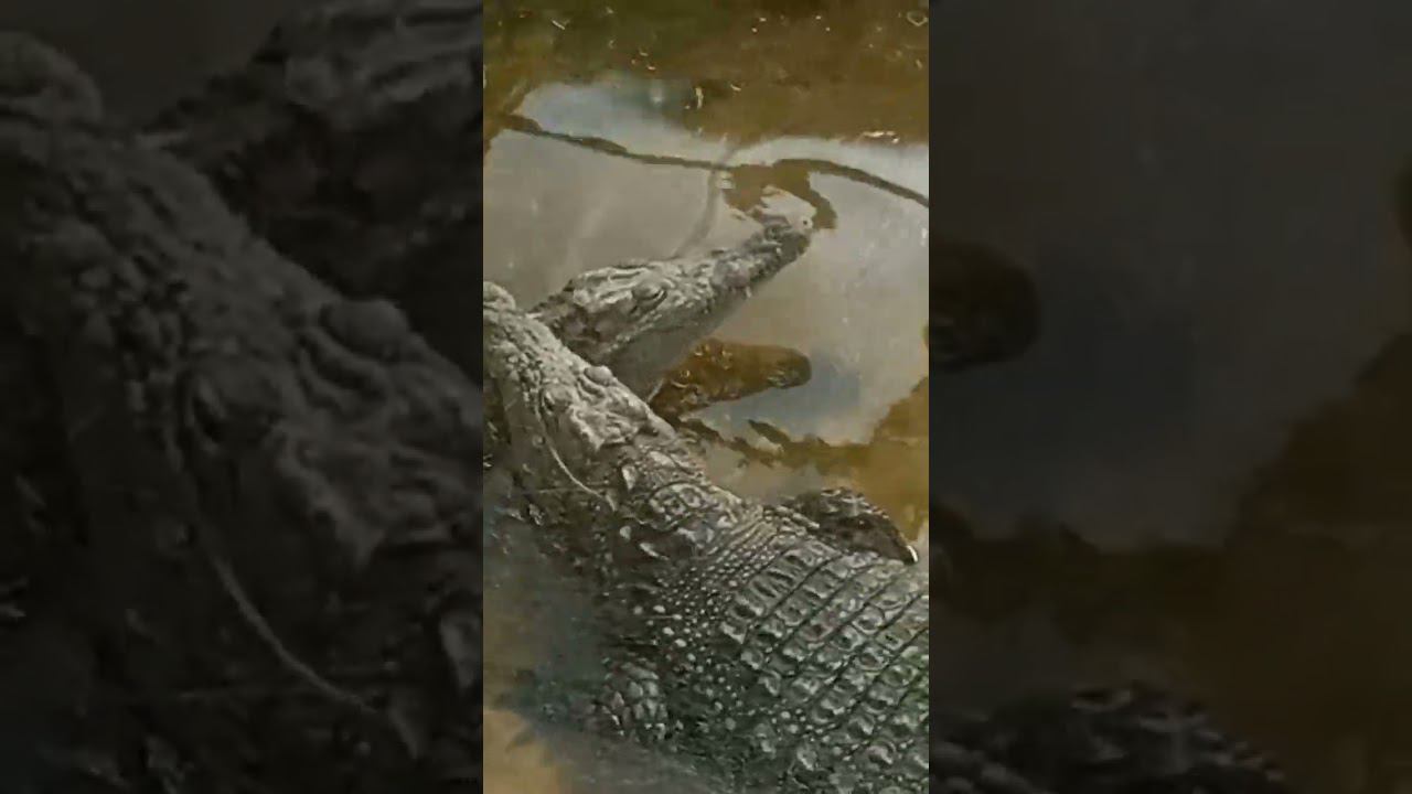 Сладкая парочка смотреть онлайн