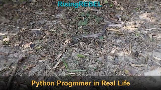 Python Programmer in CV Vs Python Programmer in Real смотреть онлайн