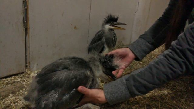 Везём в Мандроги ежей и осоеда, еноты нас тискают, цапли нападают смотреть онлайн