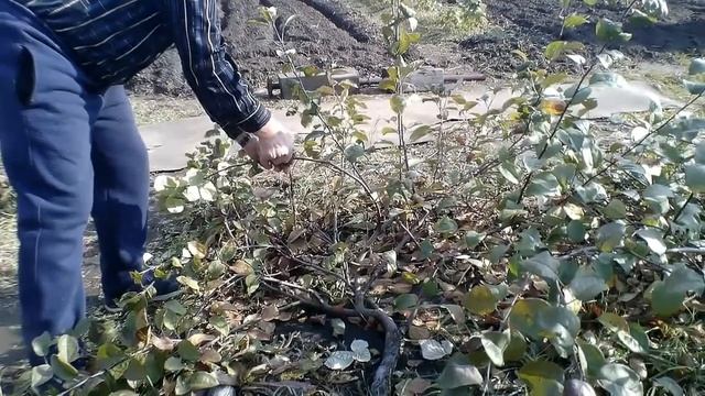 Подготовка к укрытию стелющихся яблонь на зиму смотреть онлайн