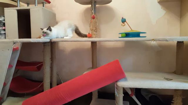 Невские маскарадные котята смотреть онлайн