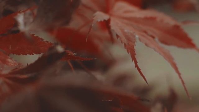 ВОЛЧИЦА в истерике разрывала горы снега! Она была обязана ИХ спасти, но... смотреть онлайн