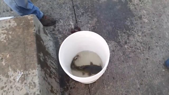 выдра и добрый рыбак