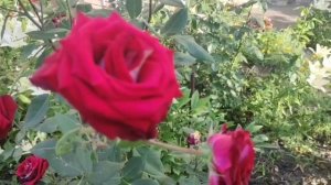 сульфат магния для роз