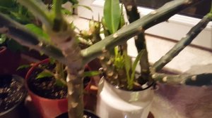 Укоренение Плюмерии