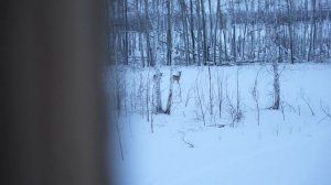Опасная охота часть 1. Охота на косулю с вышки.