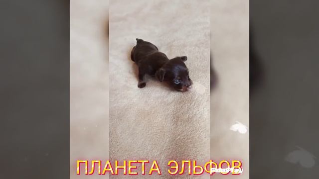 ПРОДАЖА! Русский той(той терьер) щенки.