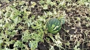 Выращивание арбузов в Тамбовской области. Многолетний опыт.