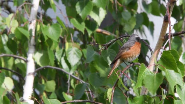 DSC_8633 смотреть онлайн