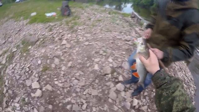 Подборка рыбалок на голавля в этом сезоне. смотреть онлайн