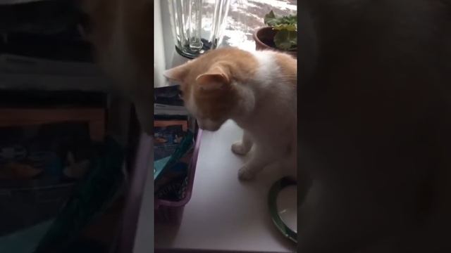 Что совесть замучила... смотреть онлайн