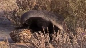 Медоед - гангстер среди животных