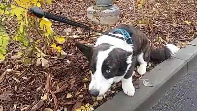 Собака ест шиповник смотреть онлайн