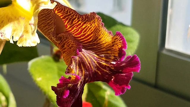 В гостях у орхомана Анатолия. Цветение C. Labiata, C Dowiana Aurea, C Máxima.