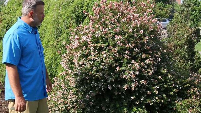 Glossy abelia (Abelia × grandiflora) - Plant Identification смотреть онлайн