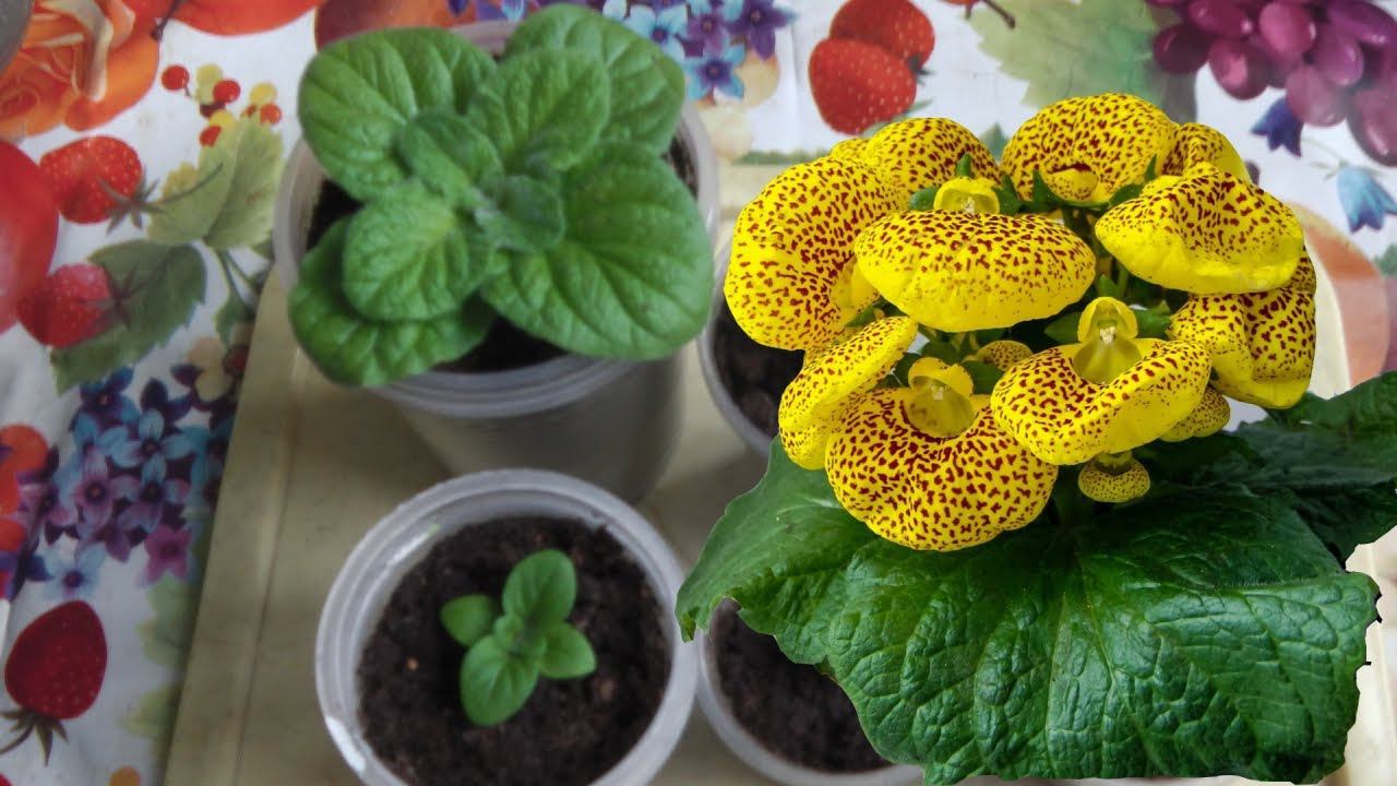 ВЫРАЩИВАНИЕ КАЛЬЦЕОЛЯРИИ ИЗ СЕМЯН . КАЛЬЦЕОЛЯРИЯ ПИКИРОВКА ПЕРЕВАЛКА УХОД смотреть онлайн