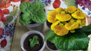 ВЫРАЩИВАНИЕ КАЛЬЦЕОЛЯРИИ  ИЗ СЕМЯН .  КАЛЬЦЕОЛЯРИЯ  ПИКИРОВКА ПЕРЕВАЛКА  УХОД