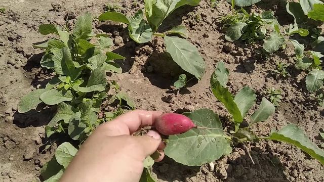 Редис Рудольф смотреть онлайн