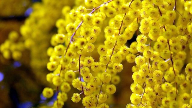 08 03 С праздником 8 марта,дорогие! смотреть онлайн