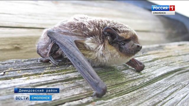 В «Смоленском Поозерье» обнаружен новый для региона вид летучих мышей смотреть онлайн
