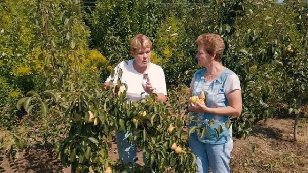 Зимостойкие вкусные груши - проверенные сорта