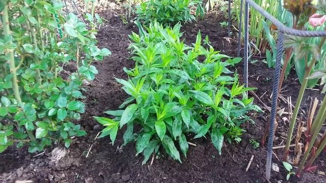 Уход за ХОСТАМИ, ФЛОКСАМИ, ПИОНАМИ весной. Подкормки и эксперимент с Триходермой смотреть онлайн