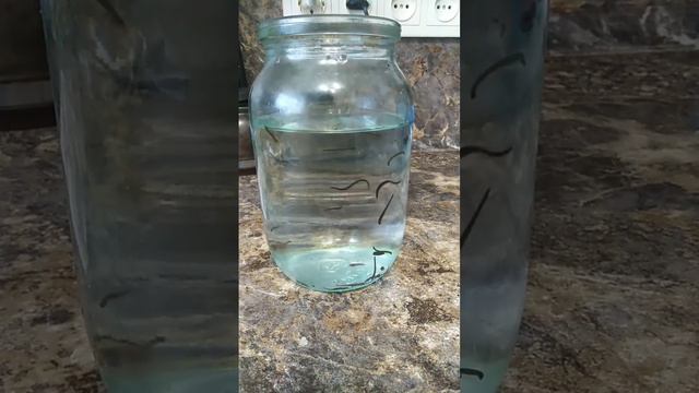 Родились пиявочки смотреть онлайн