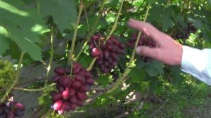 @Виноград Бешевский  Виноград 2019  Очень вкусный и красивый