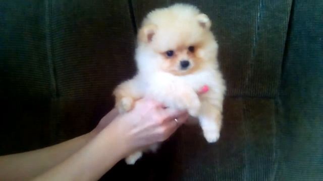 Купить померанского шпица в Тольятти 89277844088 телефон , вайбер , вацап , скайп смотреть онлайн