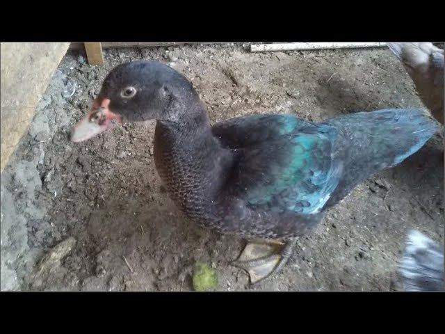 ВСЕ О МУСКУСНЫХ УТЯТАХ / ожирение у кур смотреть онлайн