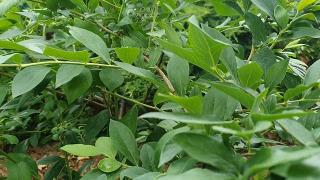 Итог формировки куста голубики Торо в прошлом году. смотреть онлайн