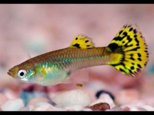 Отсадил 7 самок гуппи в нерестовики!