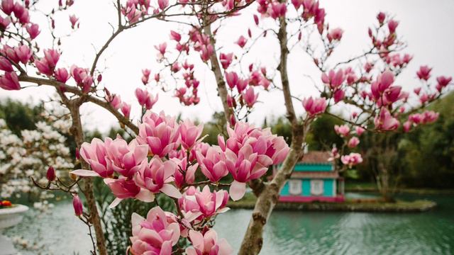 ПАРК ЮЖНЫЕ КУЛЬТУРЫ и ПЛЯЖ МАНДАРИН | что посетить в Адлере, достопримечательности Сочи