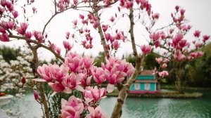 ПАРК ЮЖНЫЕ КУЛЬТУРЫ и ПЛЯЖ МАНДАРИН | что посетить в Адлере, достопримечательности Сочи