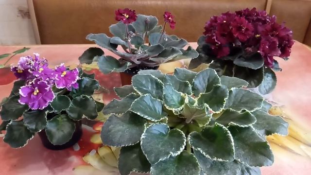 САМОЕ ВАЖНОЕ ! ПОЧЕМУ НЕ ЦВЕТЕТ ФИАЛКА !!! смотреть онлайн