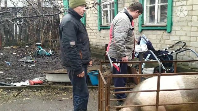 Купили Свиноматку ,Куча Возмущений!!!назвали свиноматку Фортуна смотреть онлайн