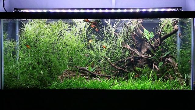 75 Gallon Planted Platy Community Tank Highlight смотреть онлайн