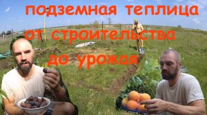 Подземная теплица От строительства до фруктов