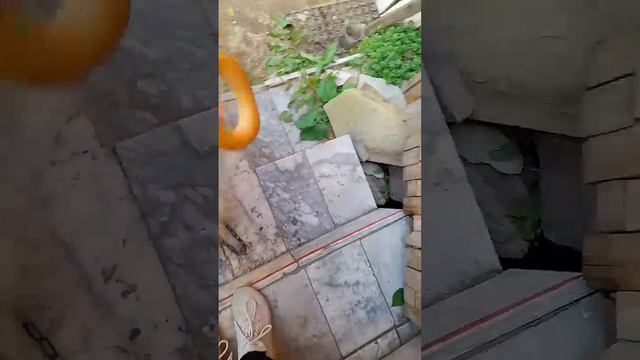 Теддячая дрессировка. смотреть онлайн