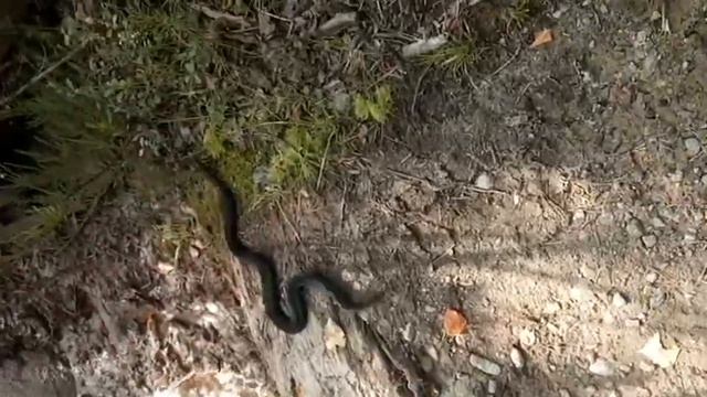 сучка крашенная смотреть онлайн