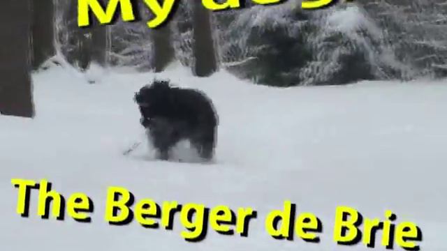 BERGER DE BRIE смотреть онлайн