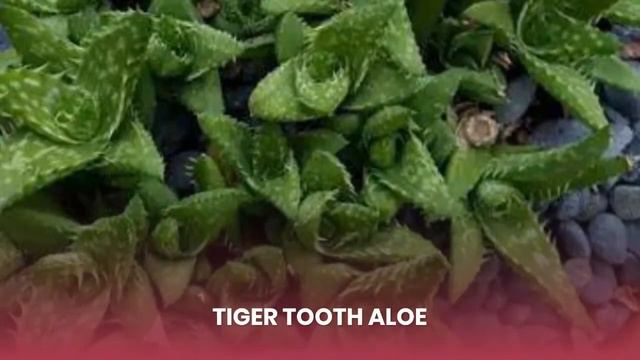 BEST 25 ALOE VERA VARIETIES TO GROW | TOP ALOE VERA VARIETIES TO GROW AT HOME | TYPES OF ALOE VERA смотреть онлайн