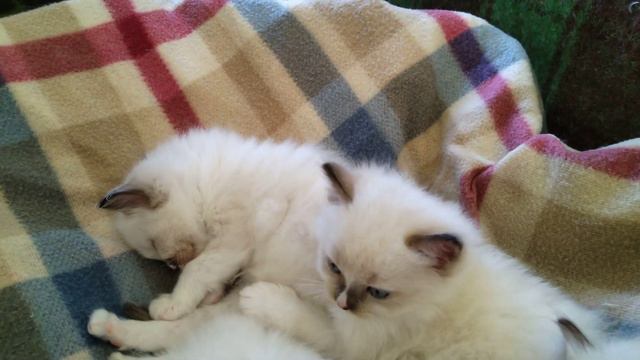 Ragdoll ( Рэгдолл ) - Котята смотреть онлайн