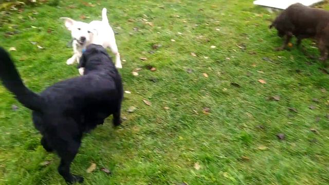 Зоогостиница 