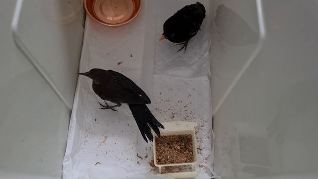 ВЛОГ птички? стрижка клюва,дружба чёрных дроздов и многое другое? смотреть онлайн