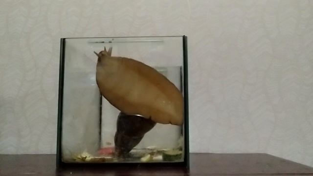 ПРОГУЛКА УЛИТКИ АХАТИНЫ