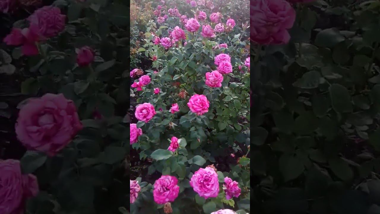 Сорт: Клод Брассер. Claude Brasseur Группа: Чайно-гибридные (Hybrid Теа) смотреть онлайн